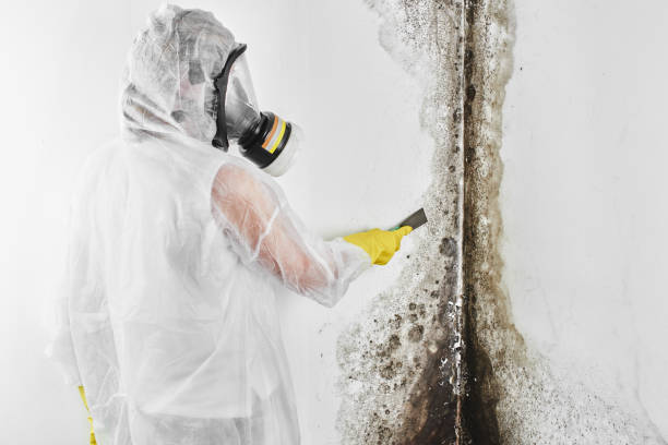Best Toxic Mold Removal  in Dry Ridge, KY