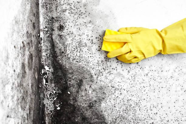 Home Mold Removal in Dry Ridge, KY