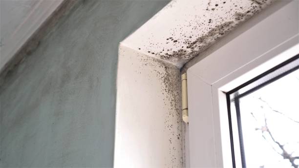 Best Mold Removal and Inspection  in Dry Ridge, KY