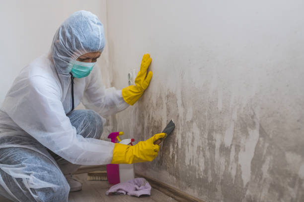 Best Commercial Mold Removal  in Dry Ridge, KY