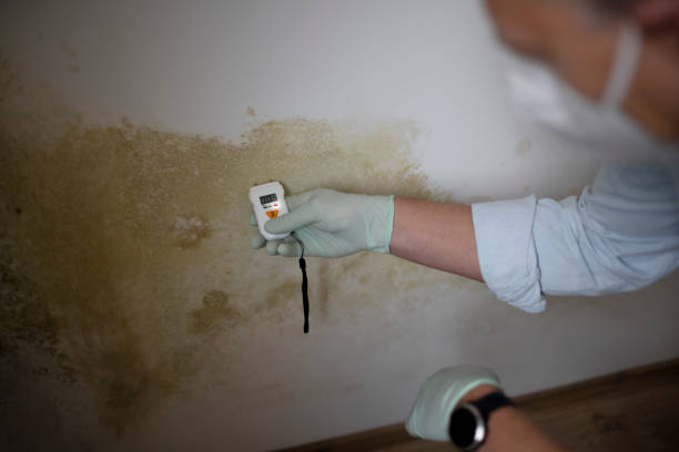 Best Attic Mold Removal  in Dry Ridge, KY