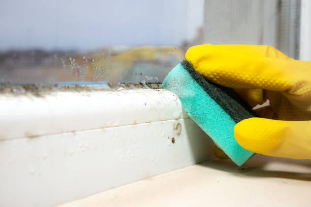 Best Home Mold Removal  in Dry Ridge, KY