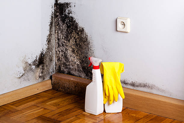 Best Mold Damage Repair  in Dry Ridge, KY