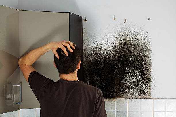 Best Professional Mold Removal  in Dry Ridge, KY
