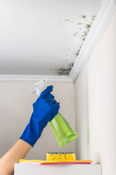 Best Crawl Space Mold Removal  in Dry Ridge, KY