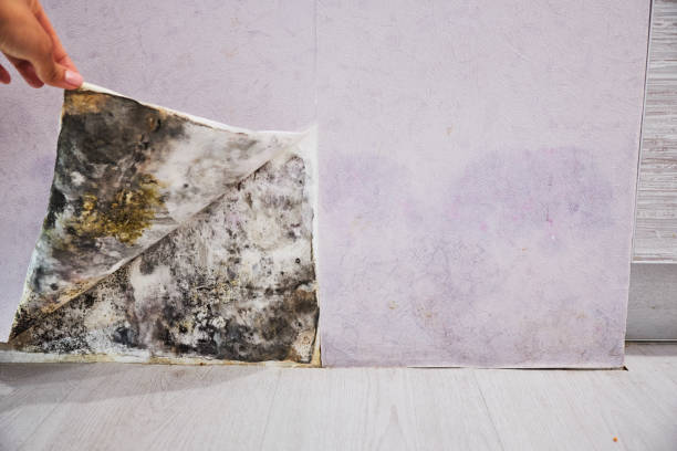Mold Removal and Inspection in Dry Ridge, KY